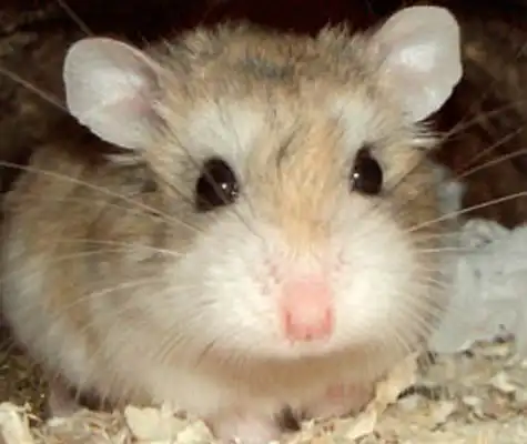 мыши и соломенный дом